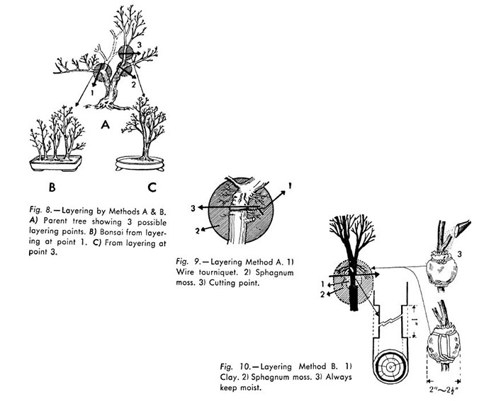 The History of Bonsai Bonsai Smart